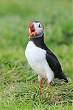 Atlantic Puffin